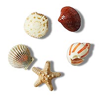 SHE SELLS SEASHELLS 5 PACK - Crocs